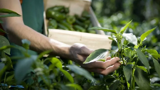Vegan Nature recibió una nueva ronda de inversión por US$ 1 millón para seguir revolucionando la industria Plant Based en Argentina (y el mundo)