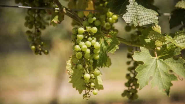 133 viñedos, 13 bodegas y sumando: mapa de la industria vitivinícola en Córdoba (y un recorrido por las más emblemáticas para visitar)