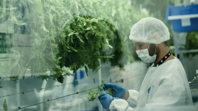 Yo tuve la mejor flor (el sector de cannabis en UY sigue echando raíces)