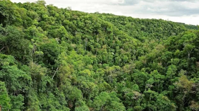 Misiones será la primera provincia en operar en el mercado de bonos de carbono