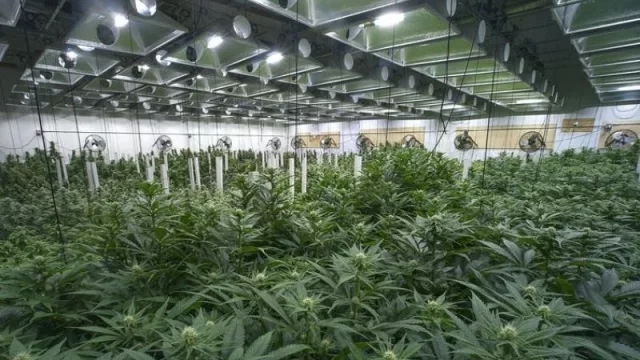 Certezas e incertidumbres sobre la legalización del cannabis (es “menos peor” que el alcohol, pero…)