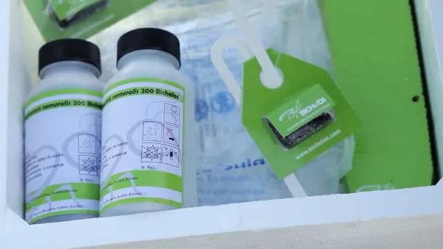 ¿Qué son esas bolsitas verdes que cuelgan en los árboles? (conoce la labor de Bichelos y los insectos “buenos”)