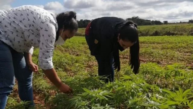 Alianza buscará instalar una fábrica de procesamiento de cáñamo 