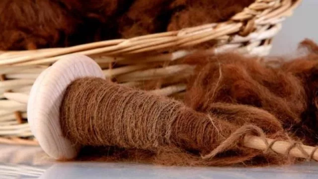 Vicuña for export: Buscan expandir la comercialización de fibra de vicuña a la industria italiana