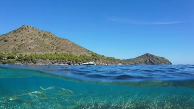 Los riesgos de la energía eólica para los ecosistemas marinos