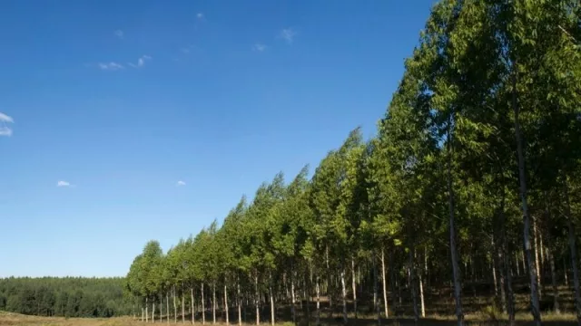 La empresa AF exportará 210.000 toneladas de bono de carbono (serían unos US$ 10 M)