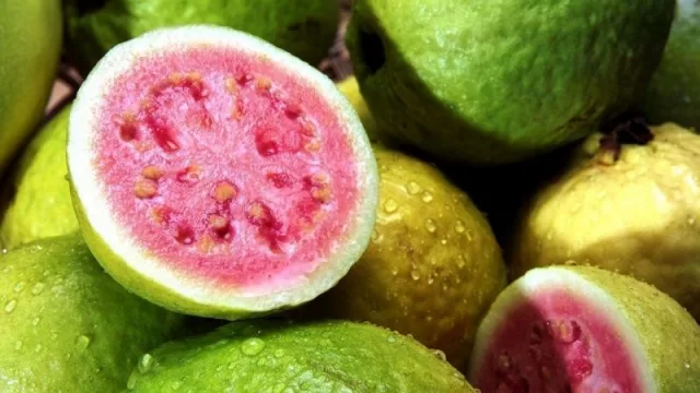 Proyectan baja producción de guayaba (la reina de los dulces) a raíz de la sequía del 2020