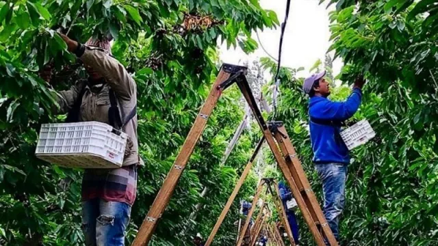 La exportación de cerezas neuquinas aumentó un 87% (China/Hong Kong, EEUU y Emiratos Árabes, los destinos)