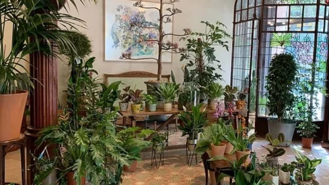 La “fiebre verde” llega a Barcelona: el negocio detrás de tener plantas “exóticas” en tu habitación