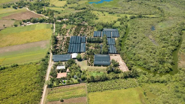 Exportación no tradicional: Córdoba será el hub para exportar 5.000 palmeras que decorarán Qatar 2022