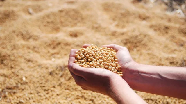 Caer para levantarse es la consigna: Paraguay bajó dos lugares en ranking mundial de productores y exportadores de soja