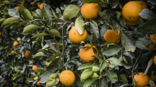 Citresa, la planta de concentrados del grupo Suntory, prevé recolectar más de 25.000 toneladas de fruta esta temporada