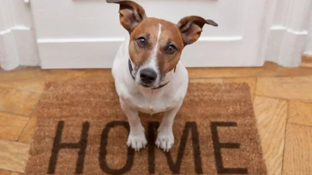 Solo un 4% de las viviendas de alquiler en Cataluña aceptan expresamente a familias con gatos o perros (en Madrid, solo un 7%)