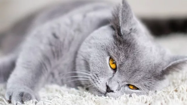 El 82% de los españoles ha experimentado un aumento del gasto en sus mascotas debido a la inflación (pero el 73% no aceptaría 10.000 euros si la condición fuera no volver a tener mascota)