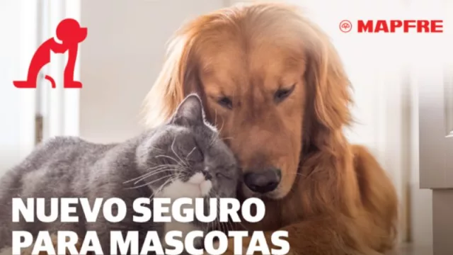 Mapfre refuerza su seguro de mascotas ofreciendo consultas veterinarias online (sin límites para sus clientes)