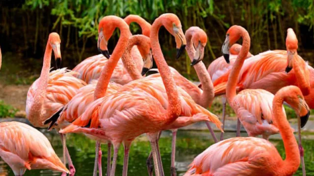 Flamingo (Florida-Parque Nacional Everglades) forma parte de la lista mundial “52 lugares para visitar en 2024″ (elaborada por The New York Times)