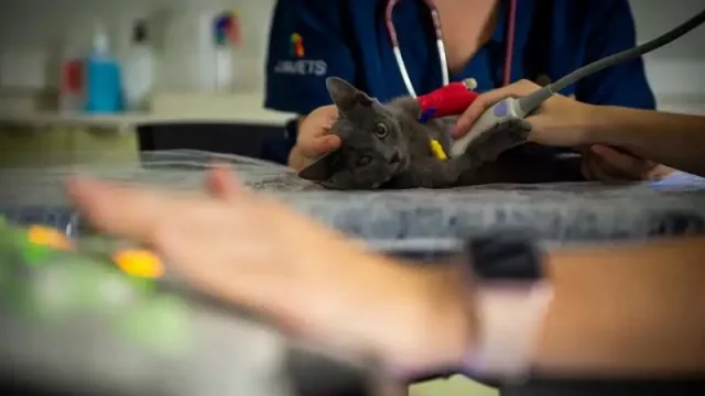 Línea Directa entra en el segmento de mascotas con un seguro completo por 4,99€ al mes, un 25% mejor que la media del sector