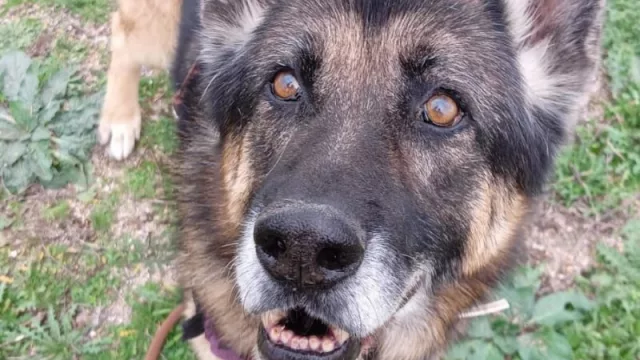 33 animales son abandonados por hora en España (y “Buscar un Hogar”, la nueva campaña de Redpiso busca reducir este número)