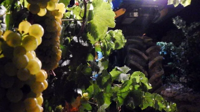 La uva blanca chardonnay abre la vendimia en el Somontano (que espera recoger 17 millones de kilos de uva)