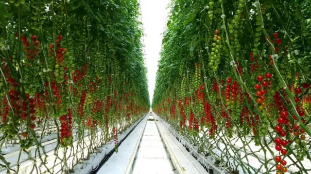 Grup Ametller Origen proyecta un nuevo hub agroalimentario en Mont-roig del Camp con una inversión de 50 millones de euros (la mayor del sector hortícola catalán)