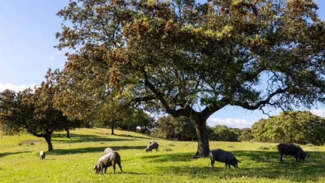 La Dehesa de Extremadura, un paraje natural único sinónimo de sabor y calidad