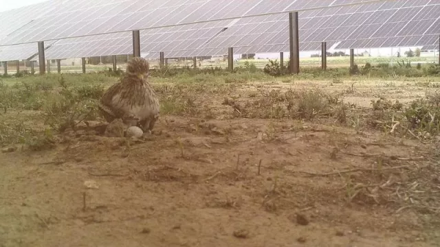 Cataluña busca liderar la transición energética con un modelo fotovoltaico respetuoso con la biodiversidad y estrictos criterios ambientales