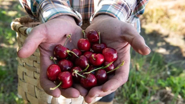 Carrefour compra más de 1 millón de kilos de cerezas origen España en una campaña histórica en compras a productores locales
