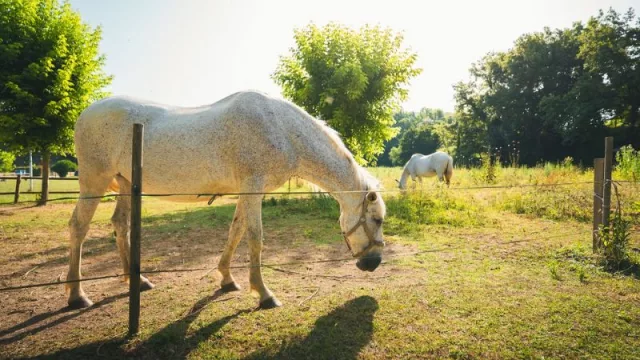 Dormir mirando las estrellas, despertar con animales en libertad y hasta teletrabajar: así es HolaCamp Vall Natura