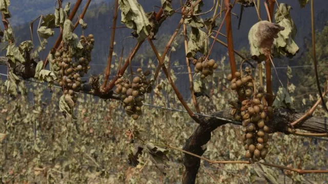 Agroseguro estima 2,8 millones en indemnizaciones por los incendios, con un récord de superficie siniestrada
