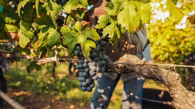 El sector del vino debatirá en Vilafranca del Penedès cómo adaptarse al reto climático y a las nuevas demandas del mercado