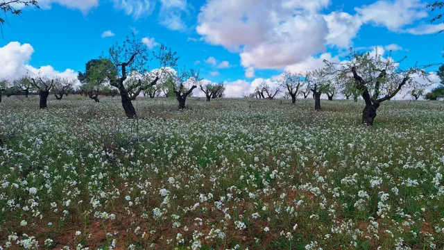 Nace el proyecto ESIL para impulsar la bioeconomía y los servicios ecosistémicos en Castilla-La Mancha