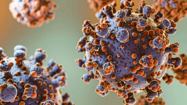 Mitos y verdades sobre el hantavirus: qué debes saber realmente sobre este virus