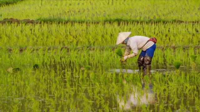 El arroz importado gana terreno en Europa y amenaza la autenticidad de la paella española