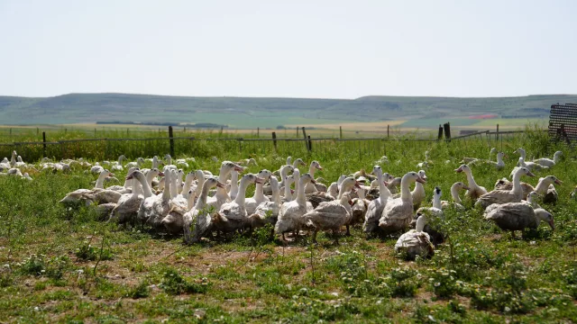 Influencers y periodistas descubren en Palencia el origen del Foie Gras 