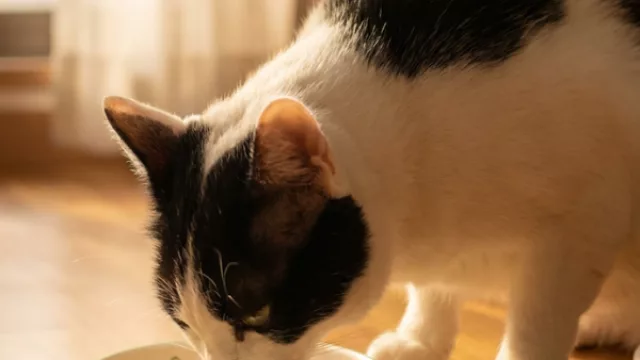 Chef Miau lleva a los hogares españoles comida natural para gatos, pensada a medida de cada animal