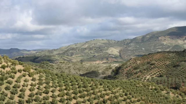 Goparity y la italiana Radica se alían para impulsar el mercado de créditos de carbono agrícolas en España