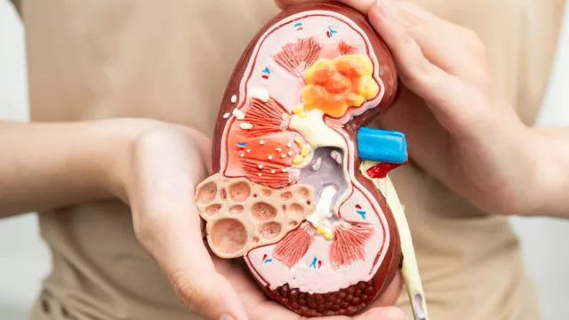 Cerca del 8% de las personas participantes en el programa de cribado de enfermedad renal en farmacias de Gipuzkoa han sido derivadas a Atención Primaria 