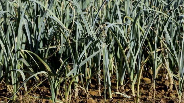 El primer sector vasco se renueva con 29 nuevos proyectos tutelados por LURSAIL