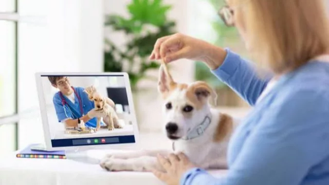 El seguro de mascotas evoluciona: Occident añade consultas veterinarias online a su cobertura