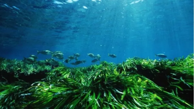 La posidonia oceánica, el tesoro oculto de las Islas Baleares
