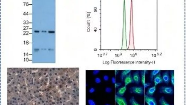Cloud-Clone impulsa la investigación de terapias antienvejecimiento para la piel dañada por la radiación UV