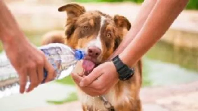 Milo supera los 10.000 clientes en su primer año en el mercado del seguro veterinario