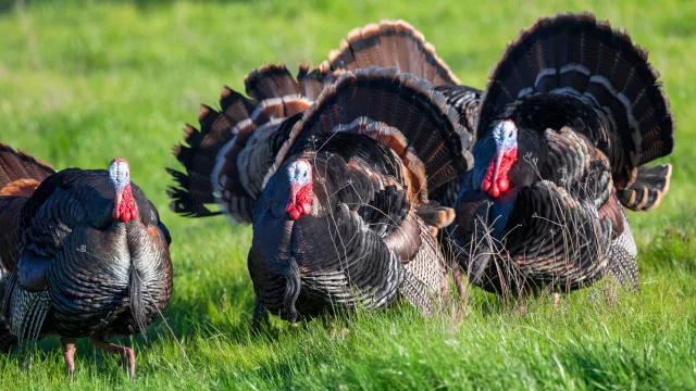 Bifeedoo analiza cómo el pienso ecológico para pavos mejora el rendimiento en otoño y refuerza su bienestar