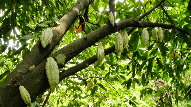 Café, cacao y madera, tres rutas para conocer qué hay detrás de su producción