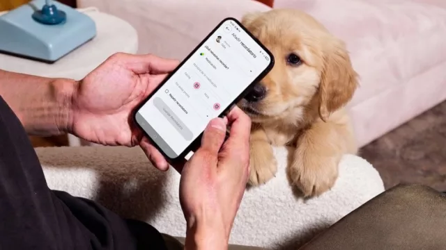 Musky abre su app de forma gratuita para el cuidado de perros y gatos, sean o no clientes