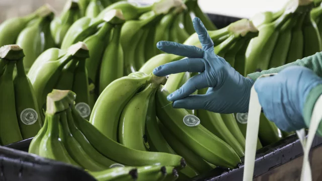 Productores colombianos alertan en Fruit Attraction, en Madrid, sobre los costes invisibles del banano sostenible