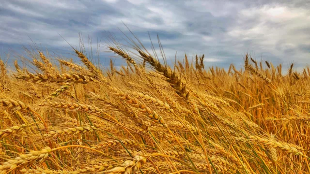 Saluditos de Monti: seis especialidades de panadería con cereales, semillas y harina integral